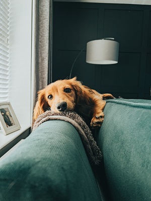 Keeping Your Dog Cool and Comfy When Using Dog Dryer